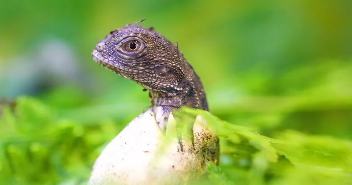 Last Year In November, We Found Eastern Water Dragon Eggs Laid In One Of Our Flower Pots And We Took Good Care Of Them