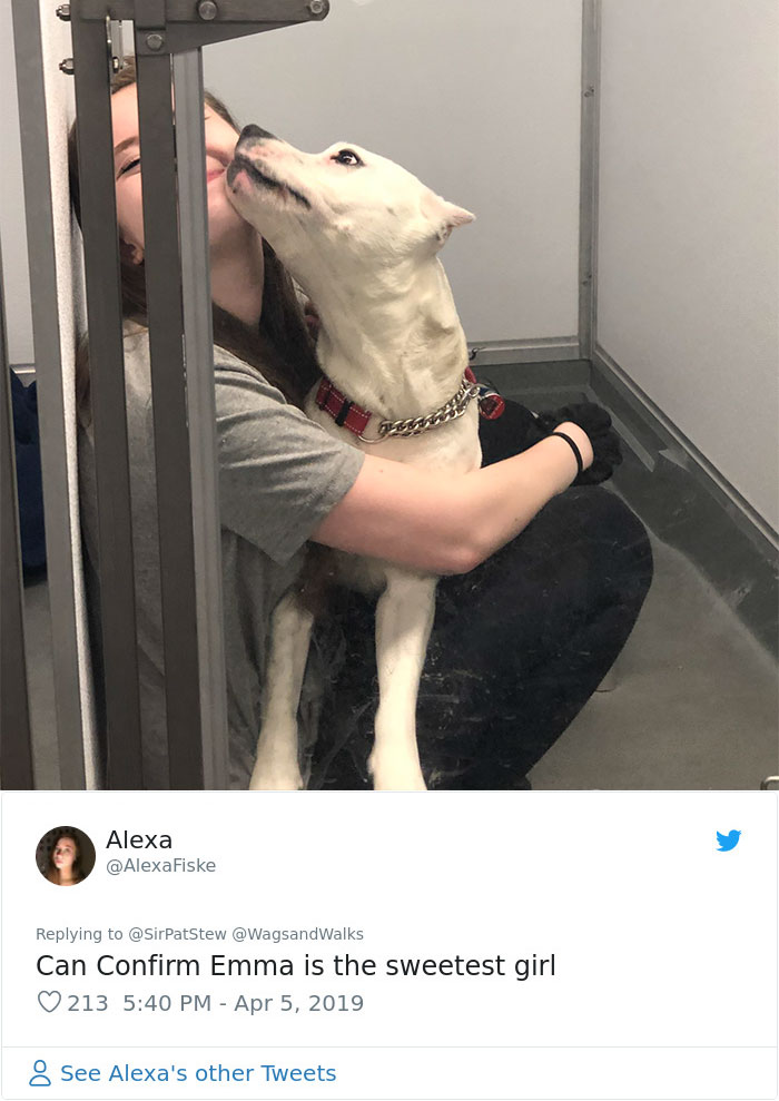 Patrick Stewart Has A New Foster Dog And Their Bond Is Adorable Patrick Stewart Has A New Foster Dog And Their Bond Is Adorable