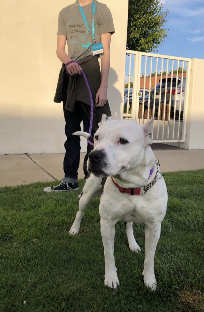 Patrick Stewart Has A New Foster Dog And Their Bond Is Adorable Patrick Stewart Has A New Foster Dog And Their Bond Is Adorable