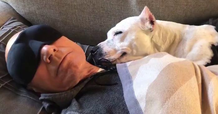 Patrick Stewart Has A New Foster Dog And Their Bond Is AdorablePatrick Stewart Has A New Foster Dog And Their Bond Is Adorable