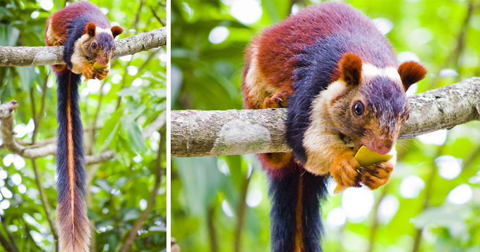 There Are Multi-Colored Giant Squirrels Living In India And People Seem To Have Just Found Out About This (17 Pics)
