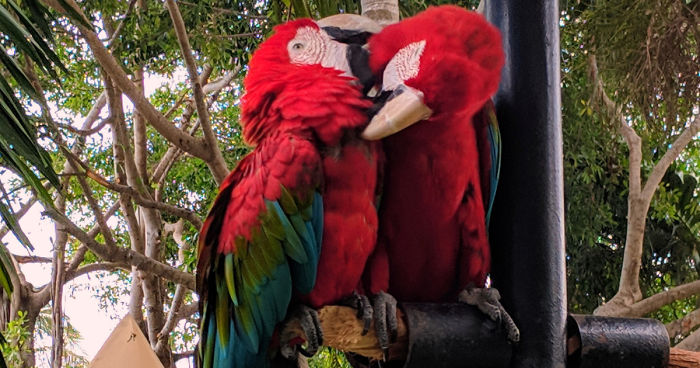 I Show The Beauty Around Me