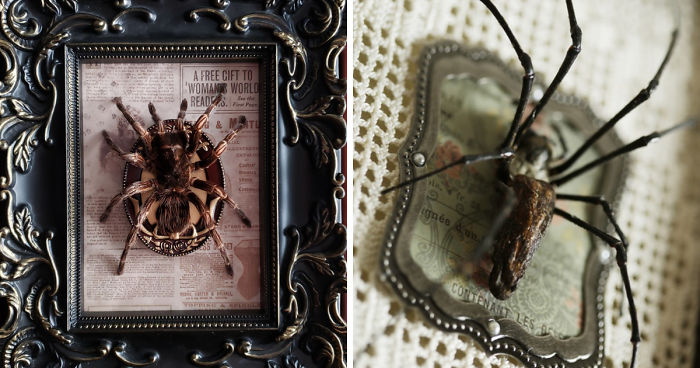 I Create Baroque And Gothic Wall Mounts Out Of Taxidermied Spiders