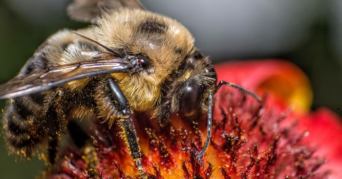 I Capture Bees In My Macro Photos