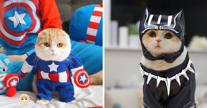 Cute Cat Cosplays As Marvel Characters