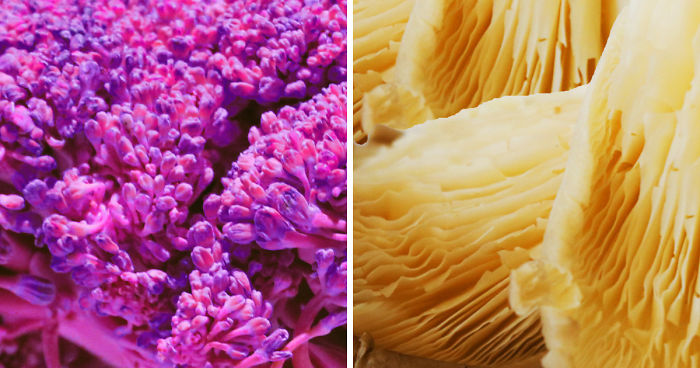 Coral Reefs Or Broccoli?