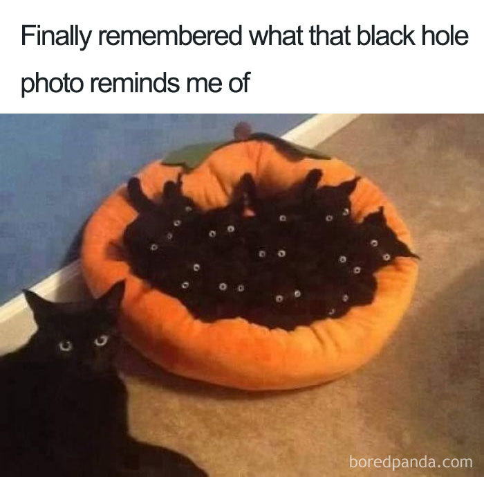 A group of black cats resembling a black hole, with humorous caption comparing the image to the first black hole photo.