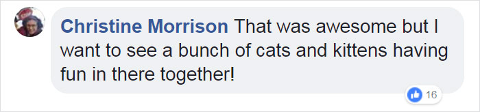 Video Of Cat Going Crazy In A Room Full Of Toilet Paper Goes Viral