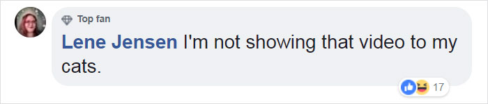 Video Of Cat Going Crazy In A Room Full Of Toilet Paper Goes Viral Video Of Cat Going Crazy In A Room Full Of Toilet Paper Goes Viral