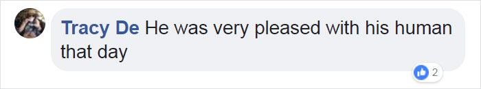 Video Of Cat Going Crazy In A Room Full Of Toilet Paper Goes Viral