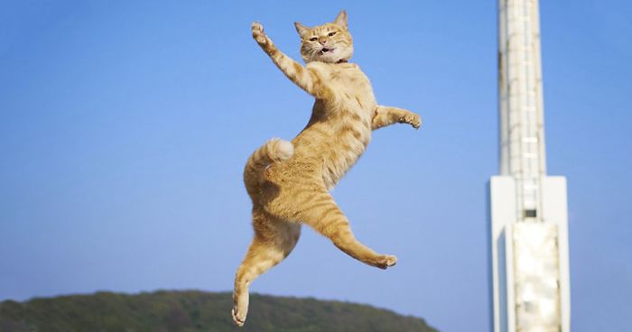 30 Of The Funniest Dancing Cat Pics