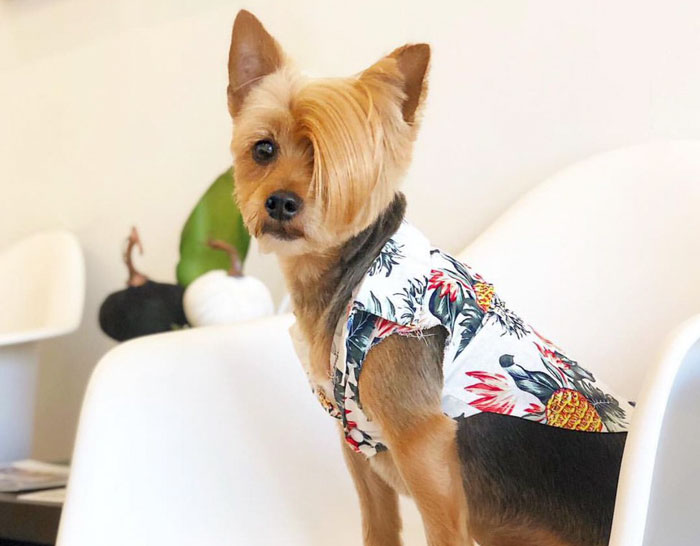 Someone Asks To Caption This Dog Picture, People Respond With 25 Hilarious Captions