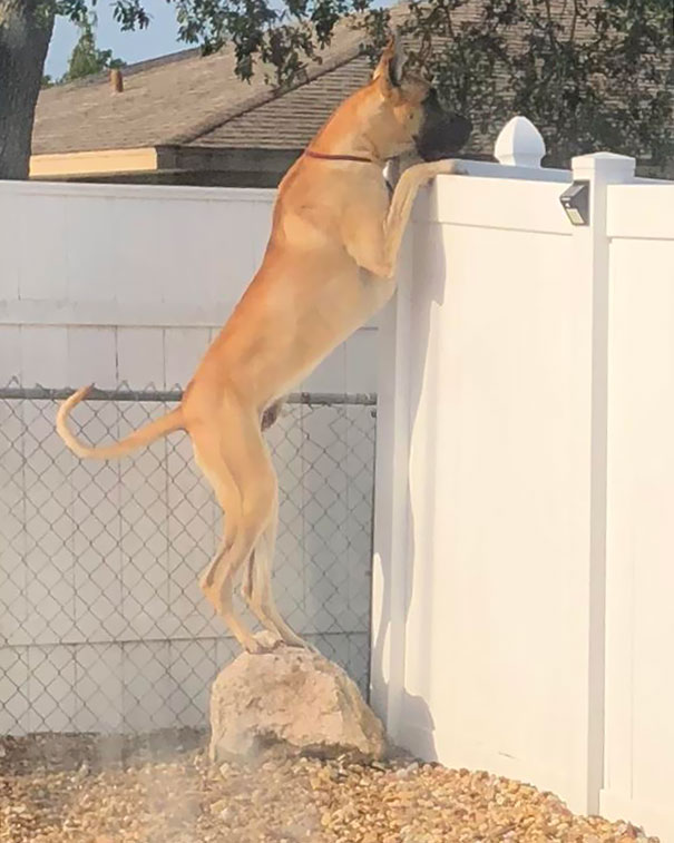 The Colonel Checking Out The Neighborhood