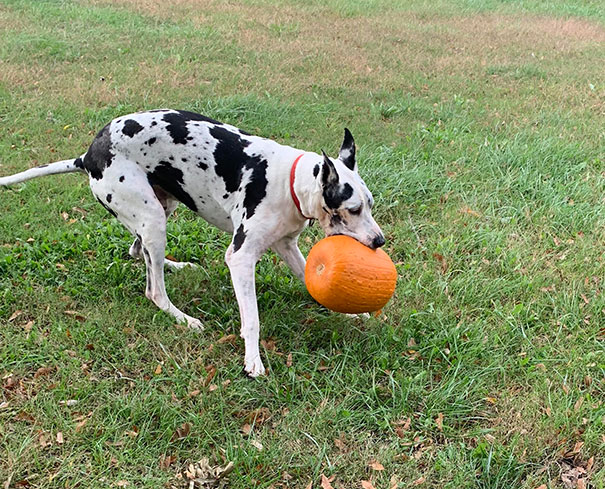 Your Dog Can Fetch A Ball? That's Cute