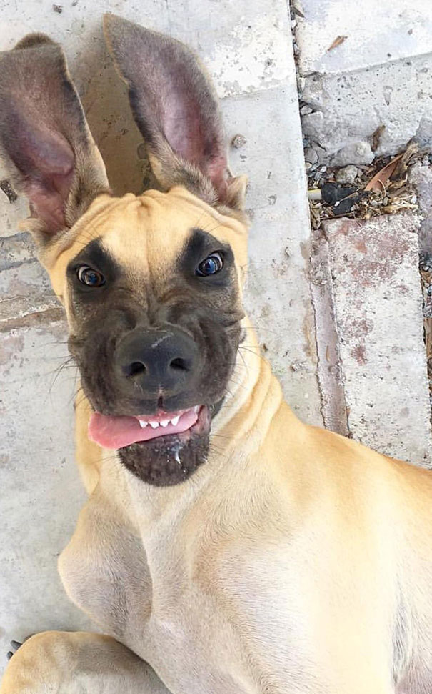 My Aunt's Goofy Great Dane, Louis