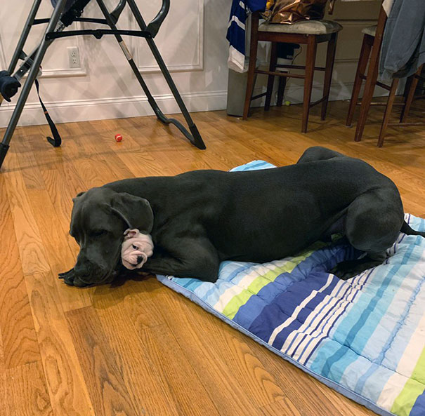The Photo My Sister Just Sent Me Of Her Great Dane And The New Puppy They Just Got. Look At It