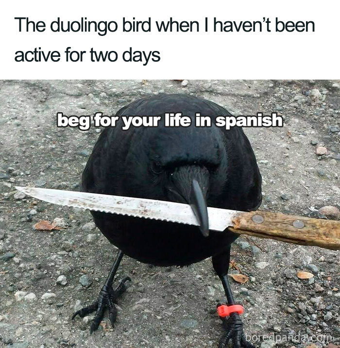 Duolingo meme: Black crow with knife, text reads "beg for your life in Spanish."
