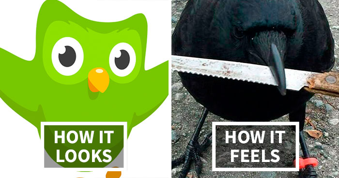 30 Hilarious Duolingo Memes