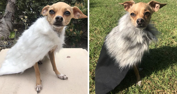 Turn Your Pet Into A Game Of Thrones Character With These GoT Themed Pet Cloaks