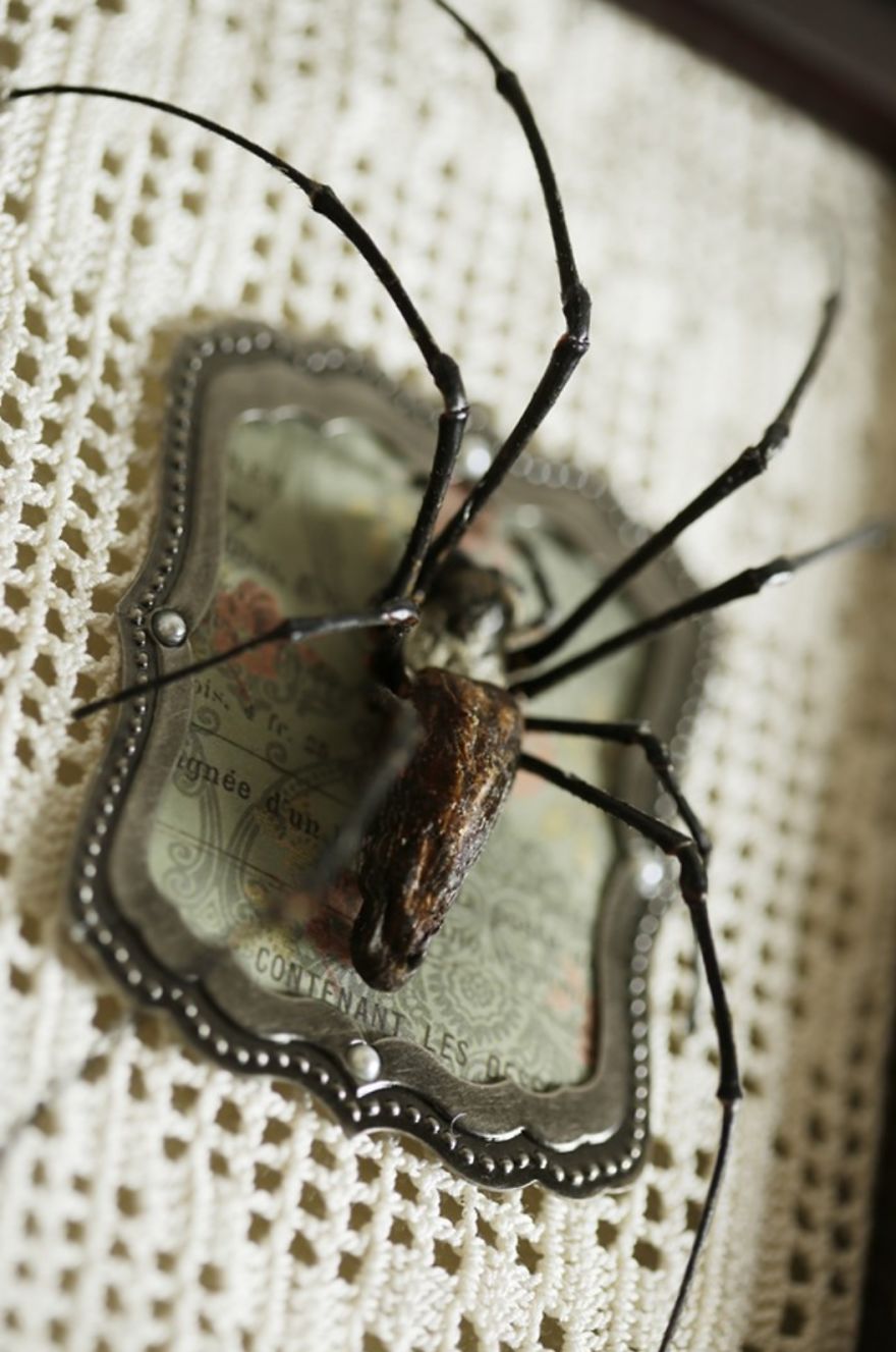 I Create Baroque And Gothic Wall Mounts Out Of Taxidermied Spiders I Create Baroque And Gothic Wall Mounts Out Of Taxidermied Spiders