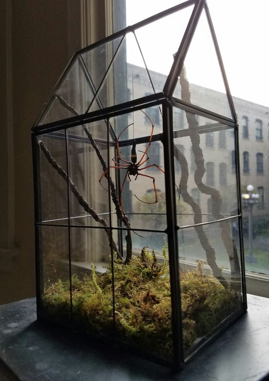 I Create Baroque And Gothic Wall Mounts Out Of Taxidermied Spiders I Create Baroque And Gothic Wall Mounts Out Of Taxidermied Spiders