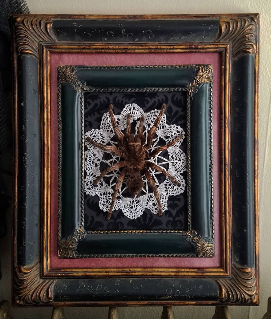 I Create Baroque And Gothic Wall Mounts Out Of Taxidermied Spiders I Create Baroque And Gothic Wall Mounts Out Of Taxidermied Spiders