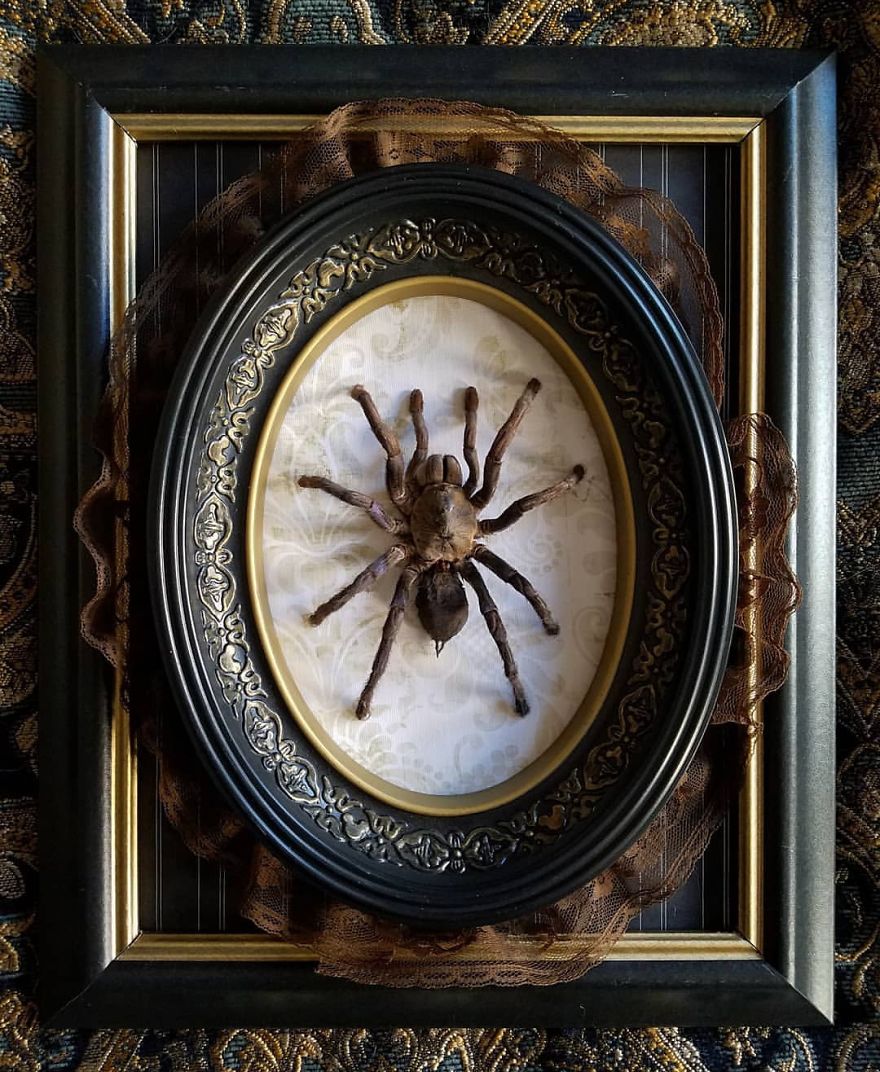 I Create Baroque And Gothic Wall Mounts Out Of Taxidermied Spiders I Create Baroque And Gothic Wall Mounts Out Of Taxidermied Spiders