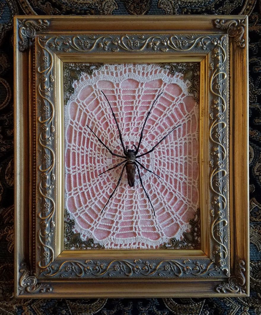 I Create Baroque And Gothic Wall Mounts Out Of Taxidermied Spiders