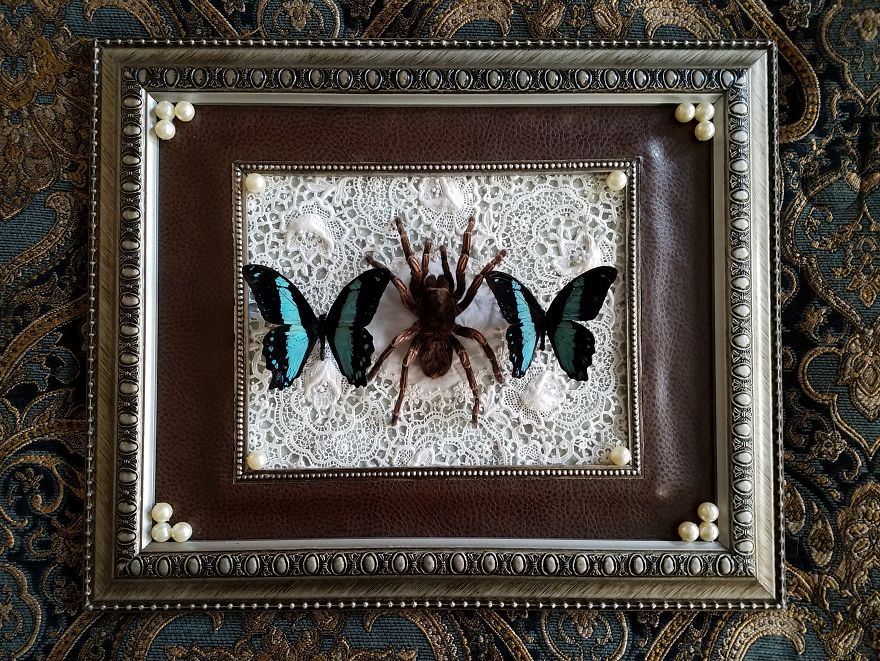 I Create Baroque And Gothic Wall Mounts Out Of Taxidermied Spiders I Create Baroque And Gothic Wall Mounts Out Of Taxidermied Spiders