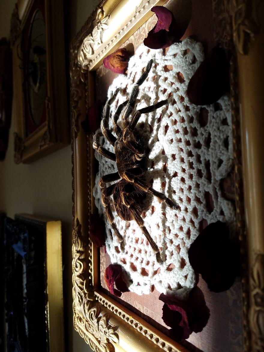 I Create Baroque And Gothic Wall Mounts Out Of Taxidermied Spiders