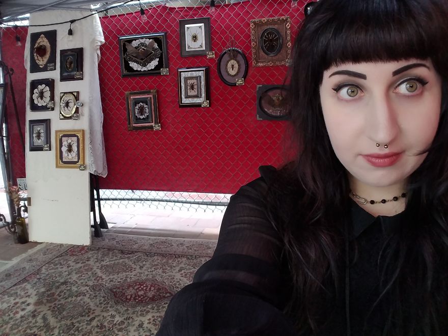 I Create Baroque And Gothic Wall Mounts Out Of Taxidermied Spiders I Create Baroque And Gothic Wall Mounts Out Of Taxidermied Spiders