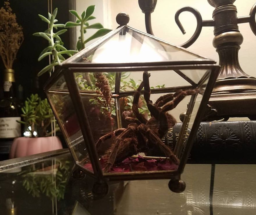 I Create Baroque And Gothic Wall Mounts Out Of Taxidermied Spiders I Create Baroque And Gothic Wall Mounts Out Of Taxidermied Spiders