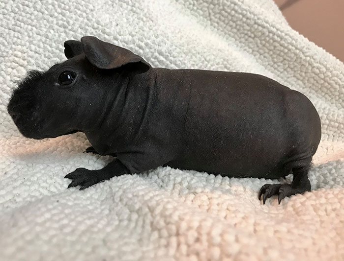 8 Hairless Guinea Pigs That You Could Mistake For Tiny Hippos