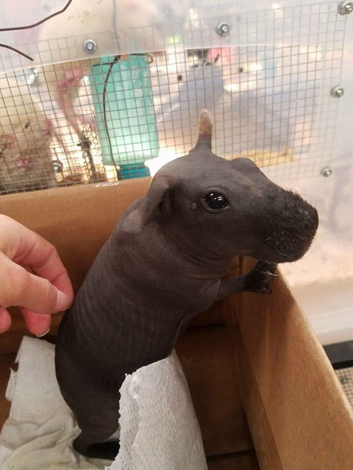 8 Hairless Guinea Pigs That You Could Mistake For Tiny Hippos