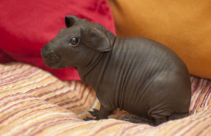 8 Hairless Guinea Pigs That You Could Mistake For Tiny Hippos