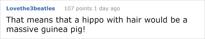 8 Hairless Guinea Pigs That You Could Mistake For Tiny Hippos 8 Hairless Guinea Pigs That You Could Mistake For Tiny Hippos