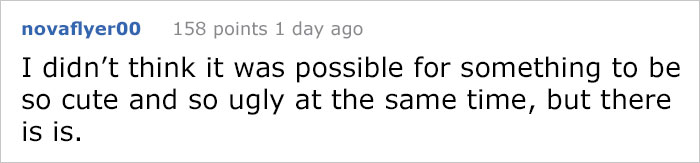 8 Hairless Guinea Pigs That You Could Mistake For Tiny Hippos 8 Hairless Guinea Pigs That You Could Mistake For Tiny Hippos