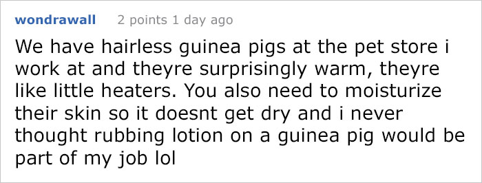 8 Hairless Guinea Pigs That You Could Mistake For Tiny Hippos 8 Hairless Guinea Pigs That You Could Mistake For Tiny Hippos