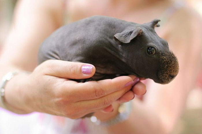 8 Hairless Guinea Pigs That You Could Mistake For Tiny Hippos 8 Hairless Guinea Pigs That You Could Mistake For Tiny Hippos