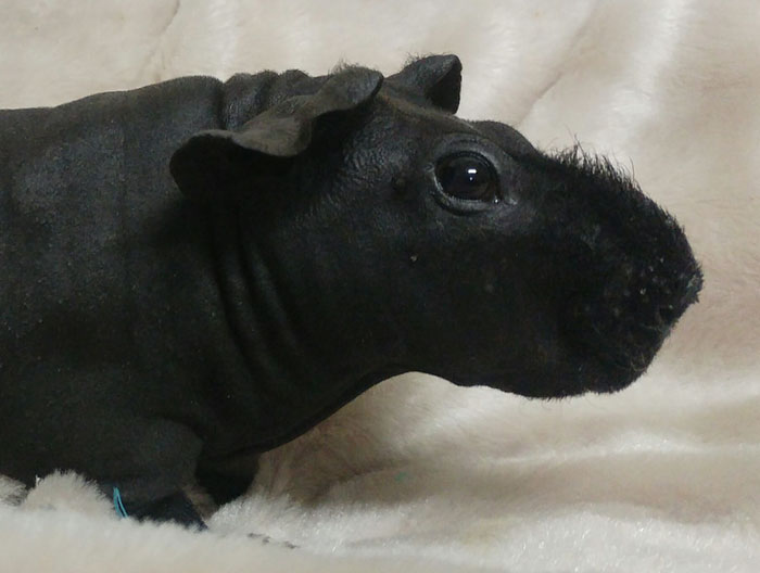 8 Hairless Guinea Pigs That You Could Mistake For Tiny Hippos