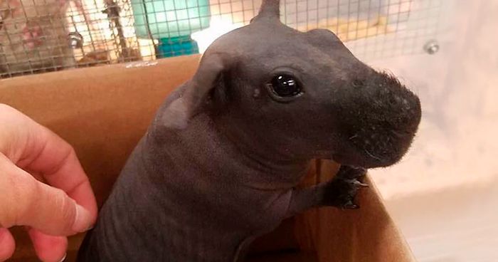 8 Hairless Guinea Pigs That You Could Mistake For Tiny Hippos