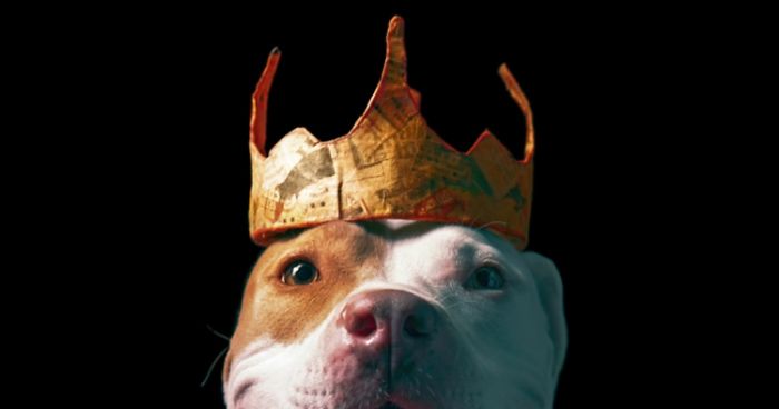 I Upcycle Paper Into Cute Hats For Dogs