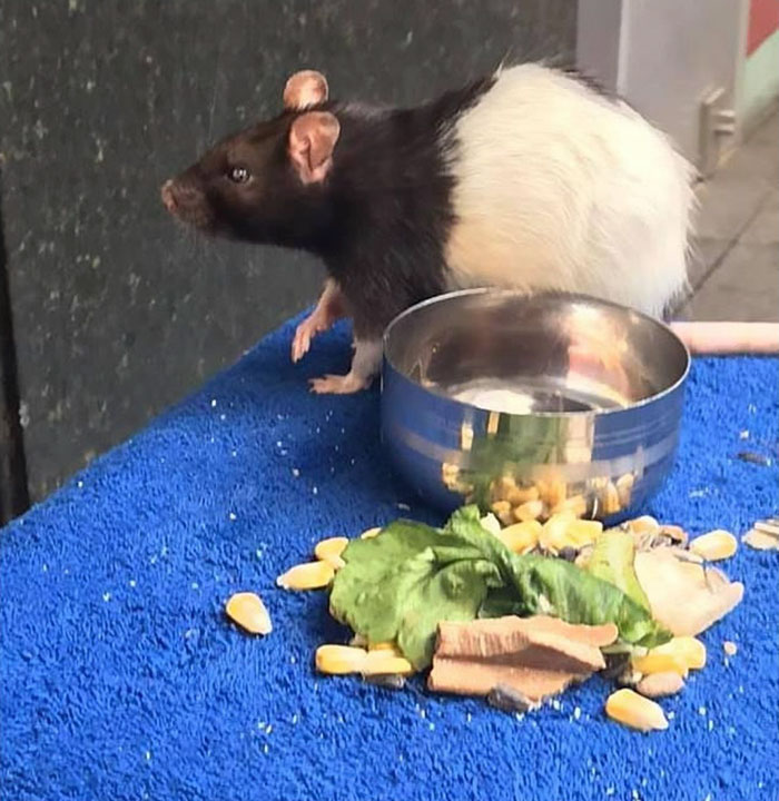Homeless Man Asks People For Help After His Beloved Pet Rat Gets Stolen