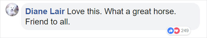 Horse Goes On A Walk Alone Every Day For 14 Years, Receives Pets And Treats From Residents Horse Goes On A Walk Alone Every Day For 14 Years, Receives Pets And Treats From Residents