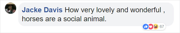Horse Goes On A Walk Alone Every Day For 14 Years, Receives Pets And Treats From Residents Horse Goes On A Walk Alone Every Day For 14 Years, Receives Pets And Treats From Residents