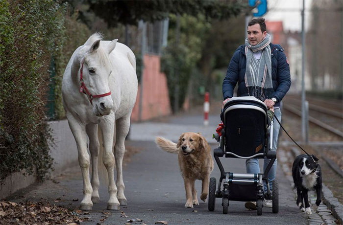 Esta yegua lleva 14 años paseando ella sola cada día, y recibe mimos y comida de los vecinos
