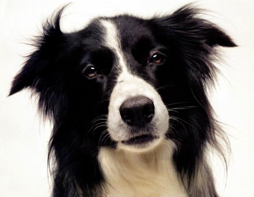 I Use My Jewelry To Memorialize Pets That People Have Lost I Use My Jewelry To Memorialize Pets That People Have Lost