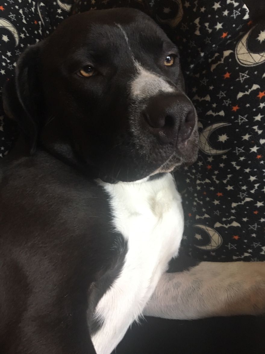 Today My Dog Donated Blood And I Took A Few Photos To Show How Easy It Is