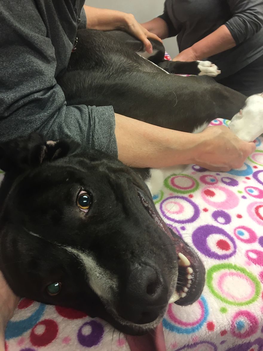 Today My Dog Donated Blood And I Took A Few Photos To Show How Easy It Is