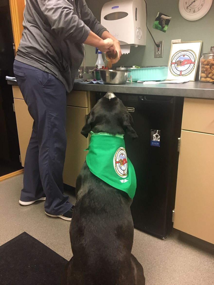 Today My Dog Donated Blood And I Took A Few Photos To Show How Easy It Is